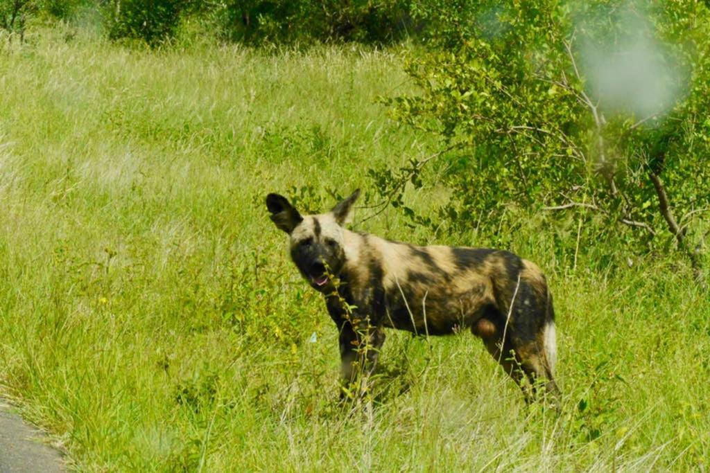 Thabisa Lodge Hoedspruit Zewnętrze zdjęcie