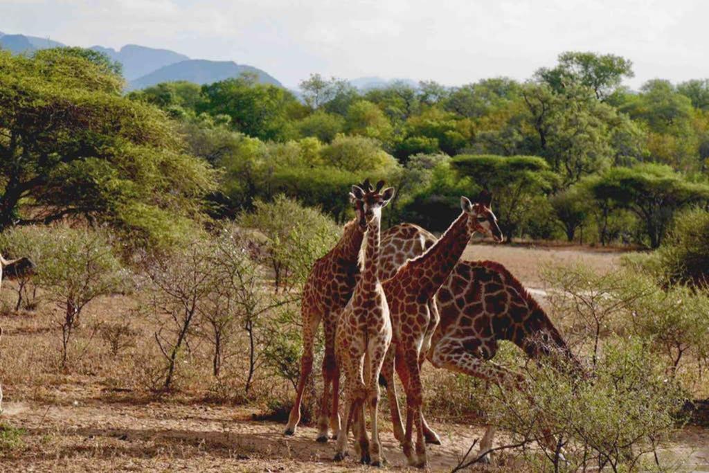 Thabisa Lodge Hoedspruit Zewnętrze zdjęcie